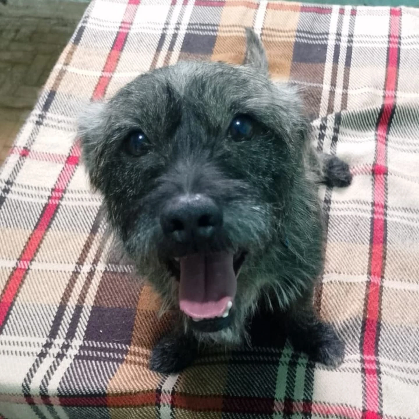 Foto do Tuco